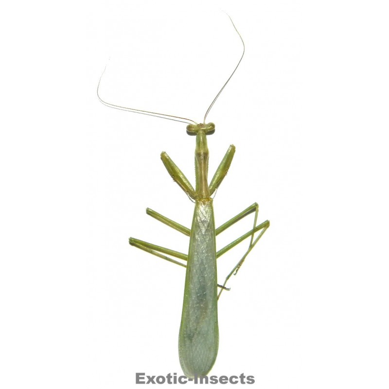 Miomantis caffra