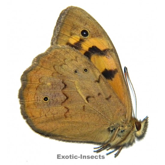 Heteronympha merope merope