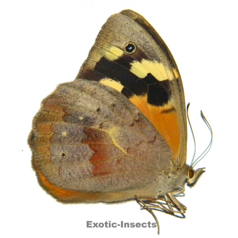 Heteronympha merope merope