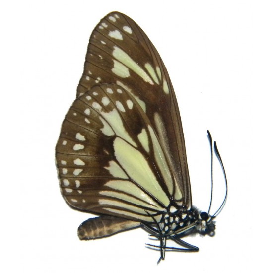 Parantica timorica