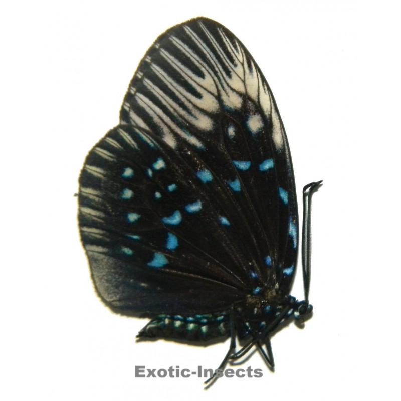Amesia namouna f.pexifascia
