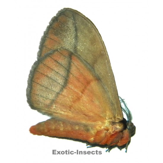 Eupterotidae sp.18