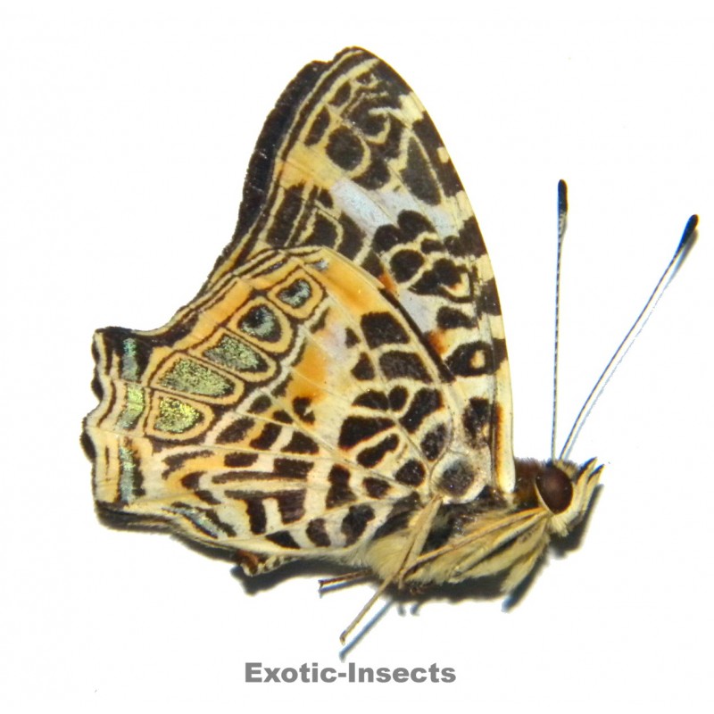 Symbrenthia hypselis hypselis