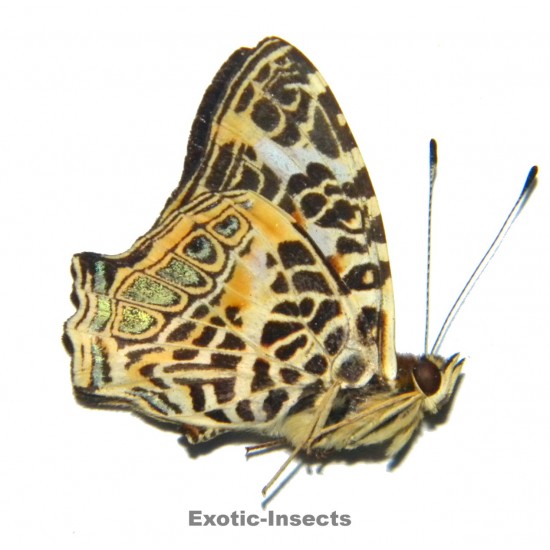 Symbrenthia hypselis hypselis