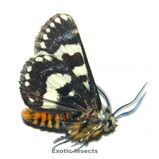 Apina calisto