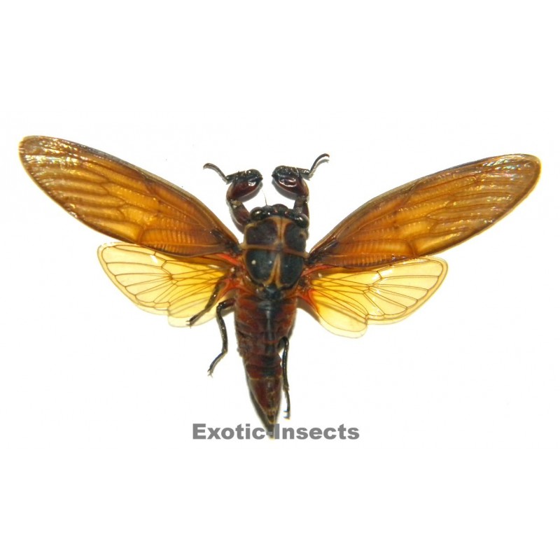 Huechys sanguinea