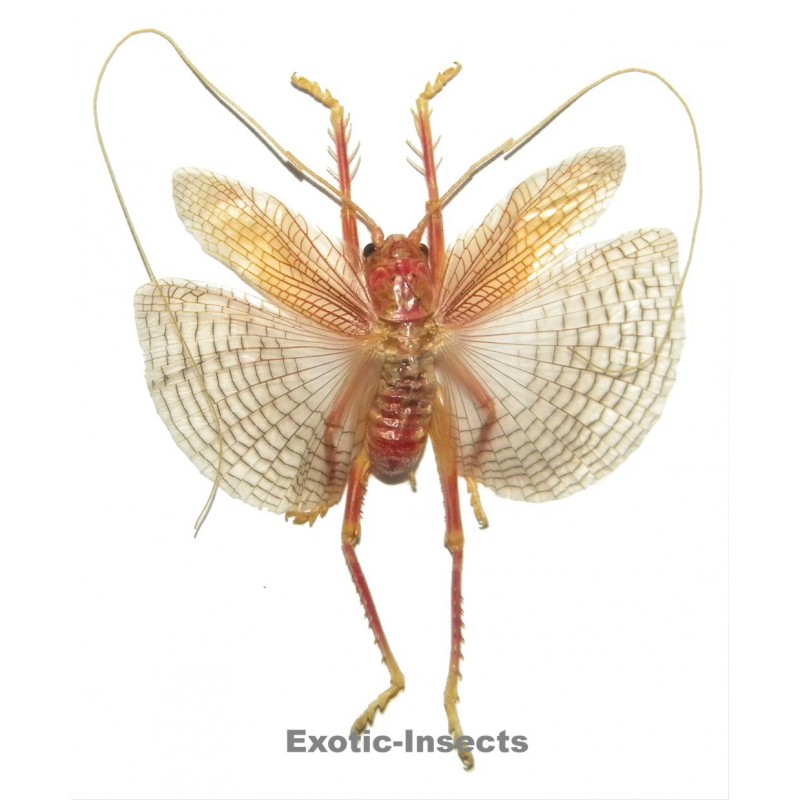 Gryllacrididae sp.09