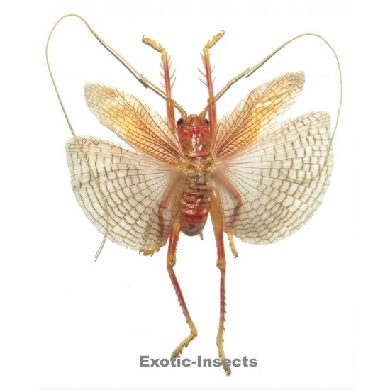 Gryllacrididae sp.09