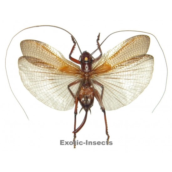 Gryllacrididae sp.18