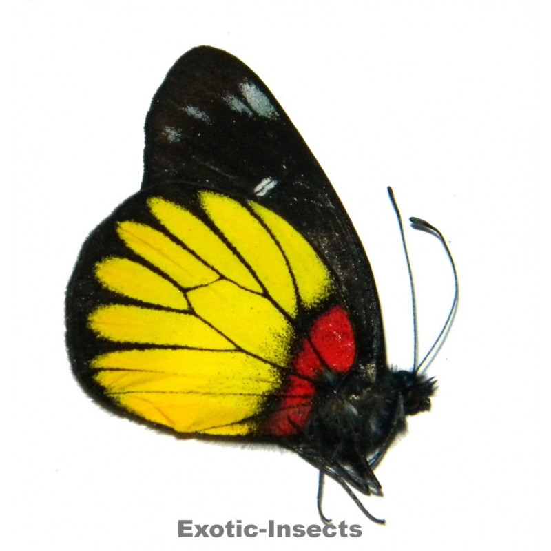 Delias crithoe crithoe