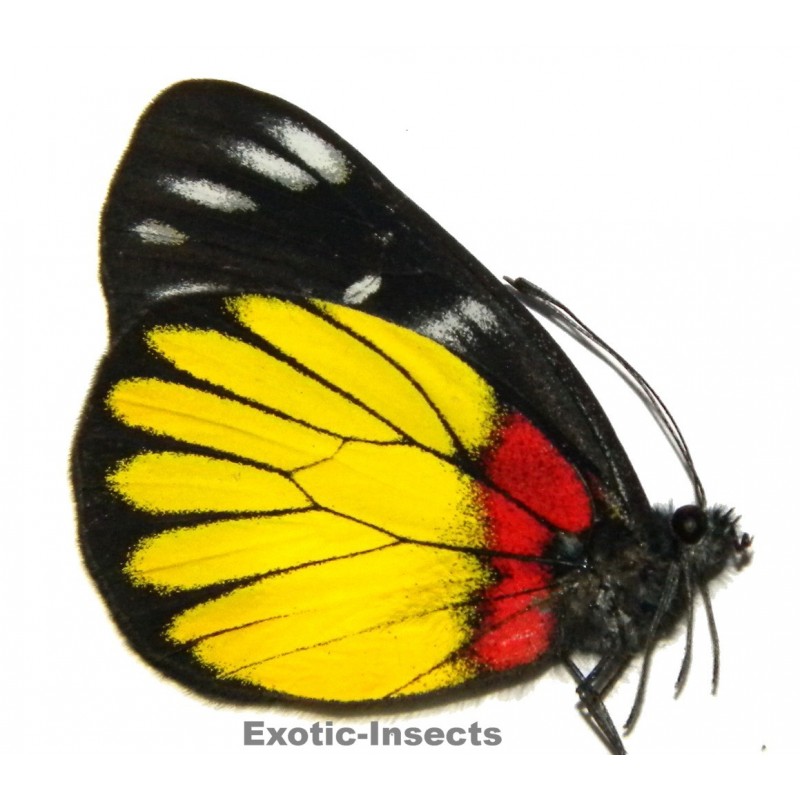 Delias crithoe crithoe