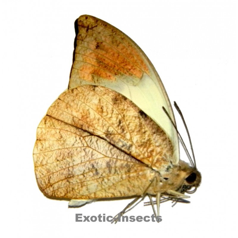 Hebomoia glaucippe sumatrensis