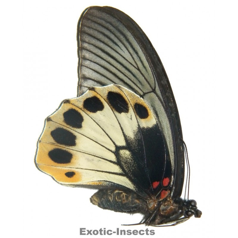 Papilio memnon