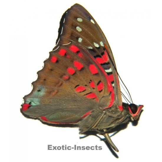 Euthalia whiteheadi culminicola