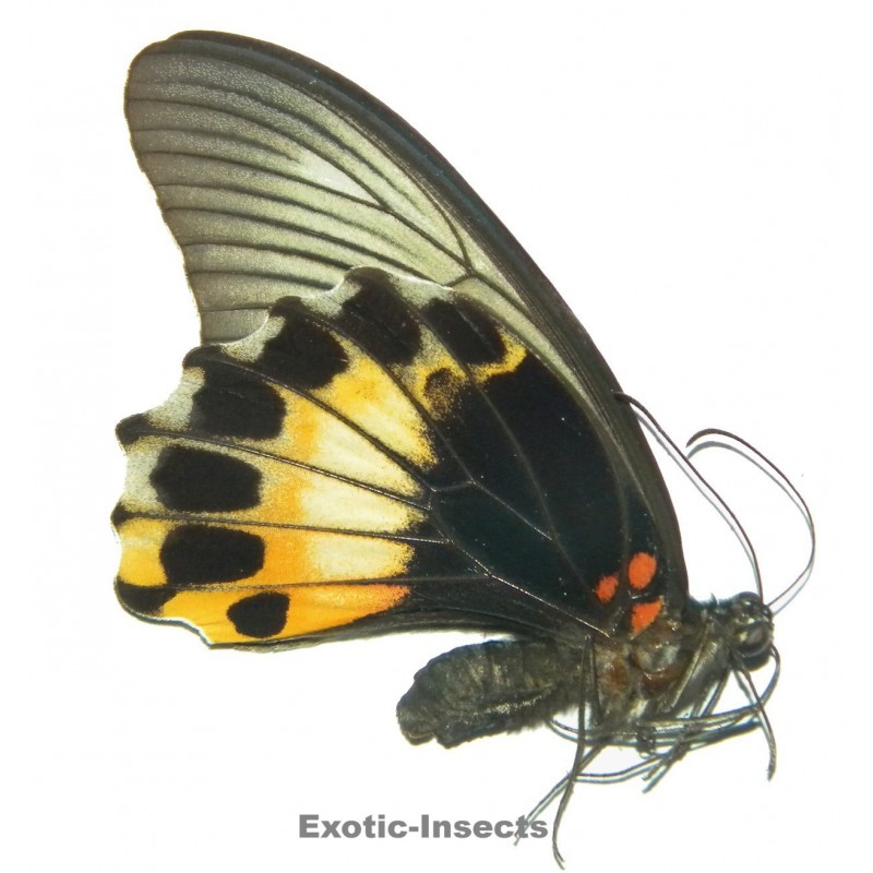 Exotic Insecta Exotic-Insects