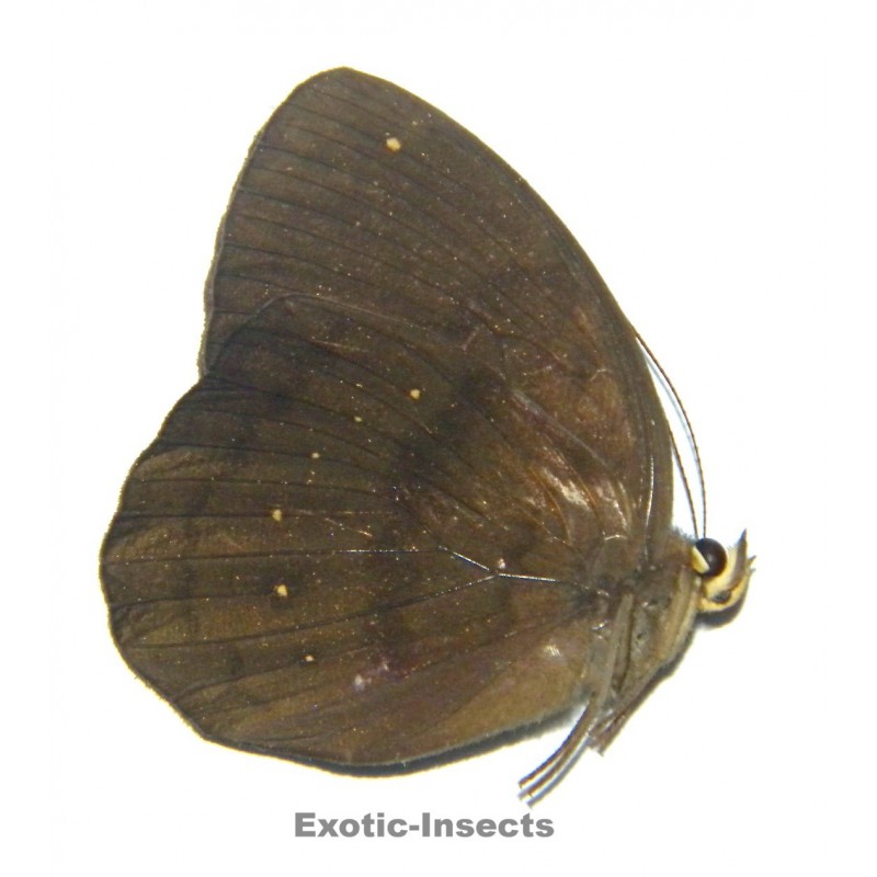 Faunis canens canens