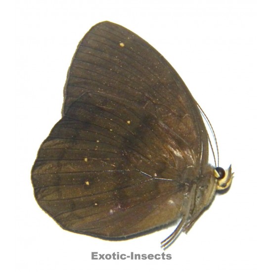 Faunis canens canens