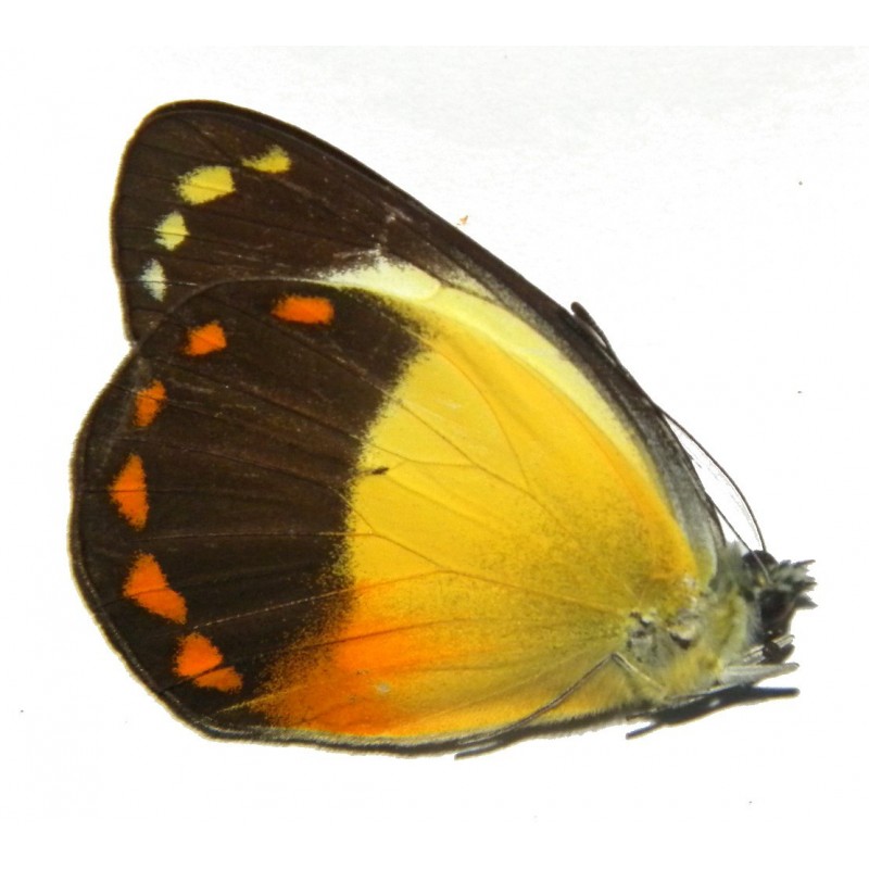 Delias isse echo