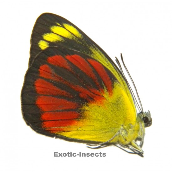 Delias caeneus philotis