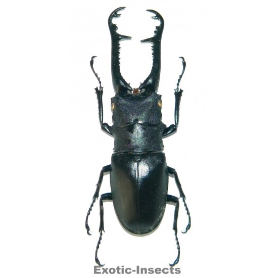 Prosopocoilus giraffa keisukei