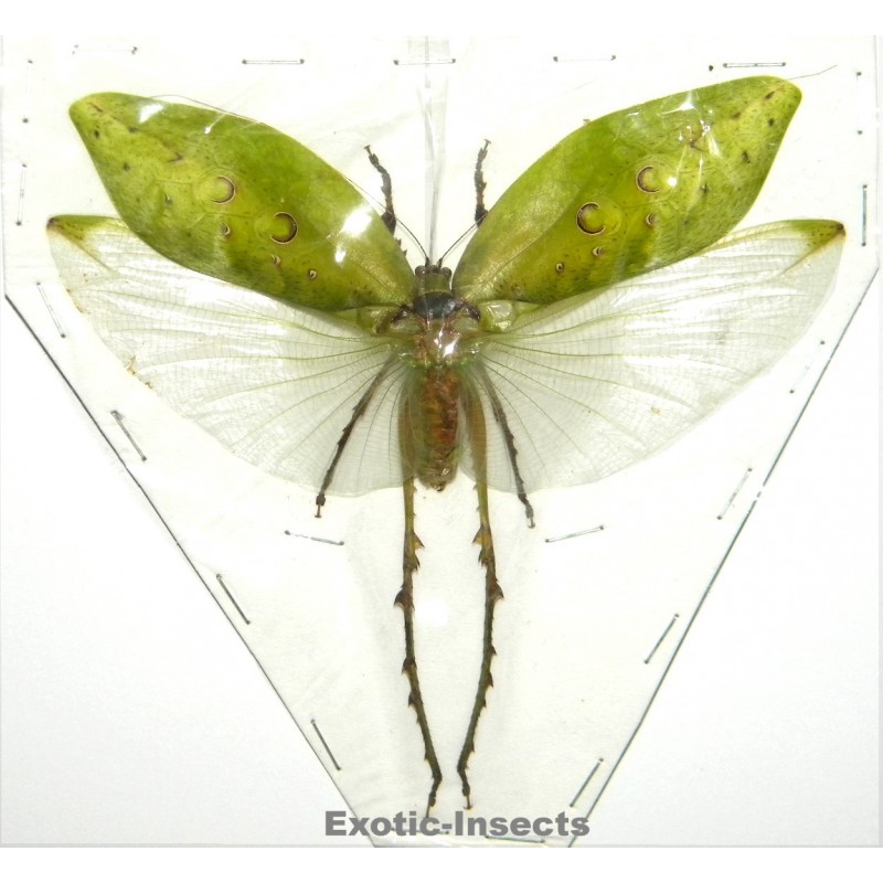 Ancyclecha fenestrata