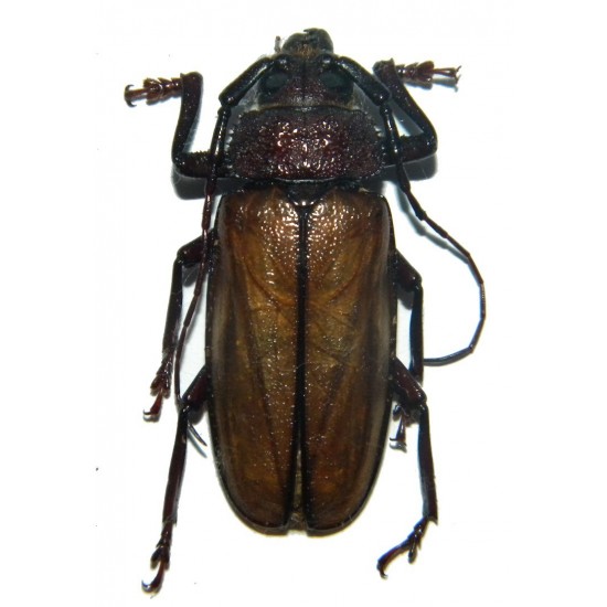 Agrianome colffsi (35-37mm)