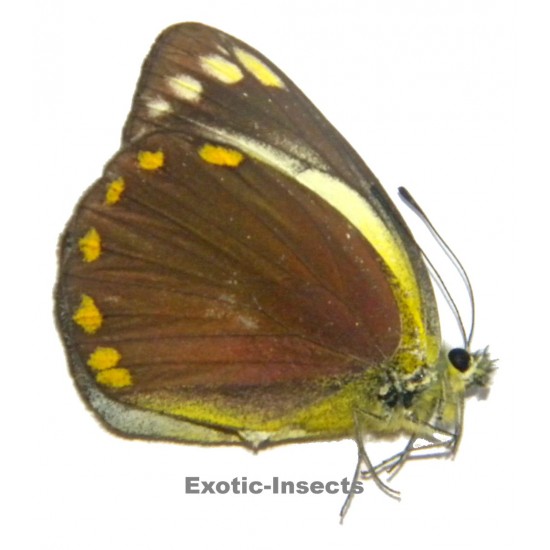 Delias eschatia