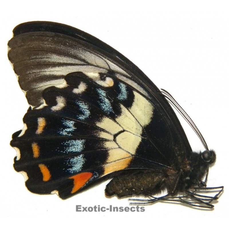 Papilio gambrisius gambrisius