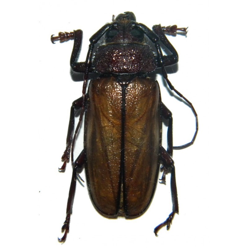 Agrianome colffsi (38-39mm)