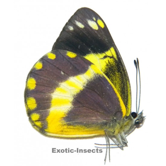 Delias schmassmanni