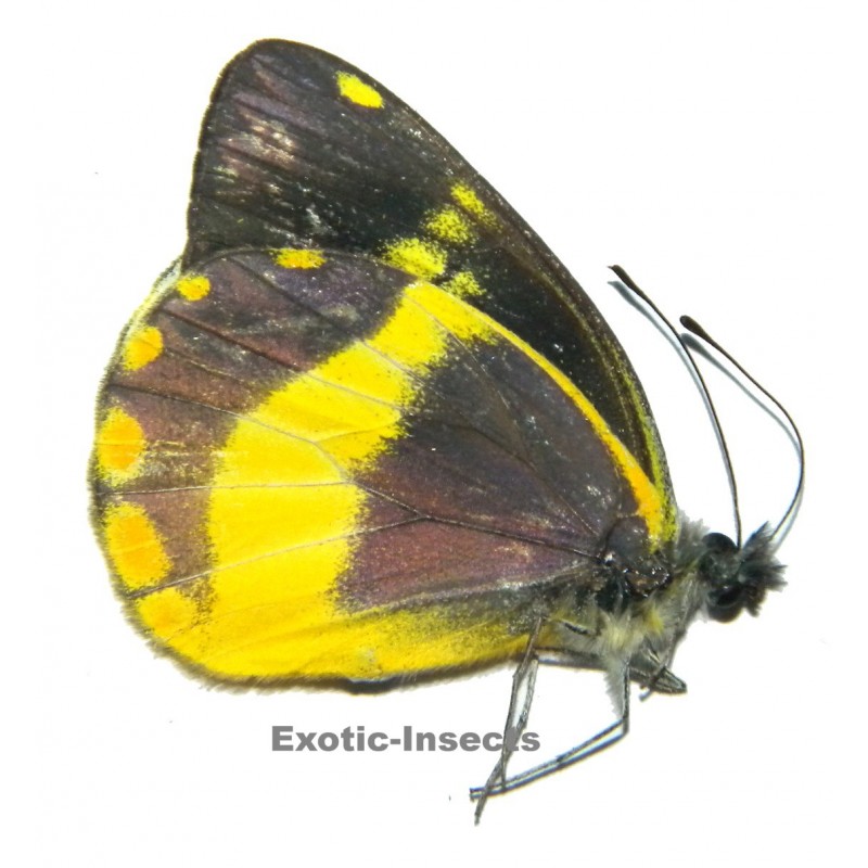 Delias schmassmanni