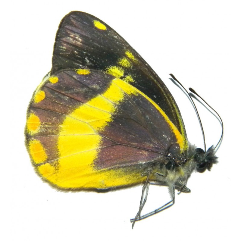 Delias schmassmanni