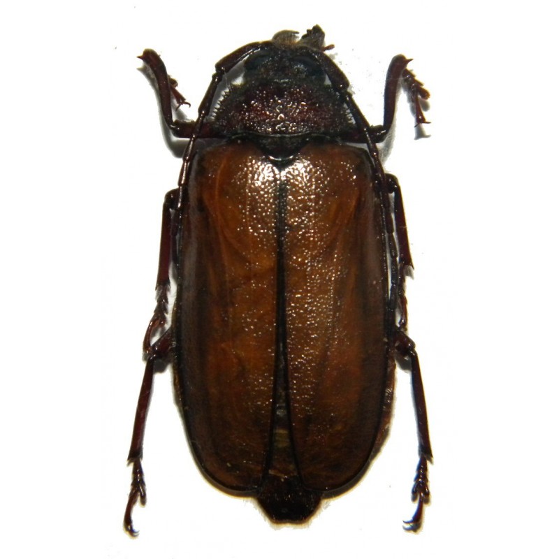 Agrianome colffsi (38-39mm)