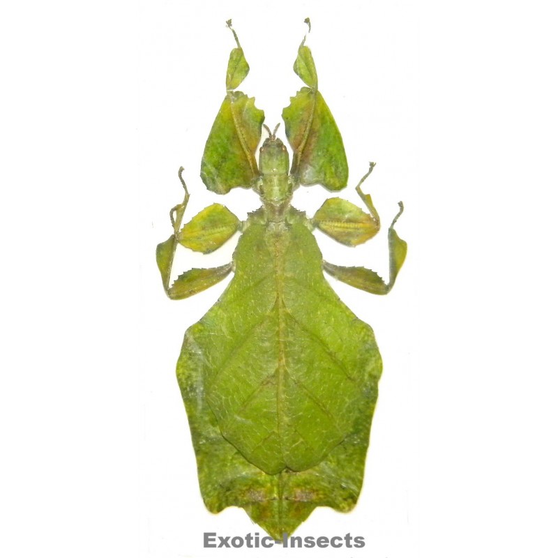 Pulchriphyllium bhaskarai