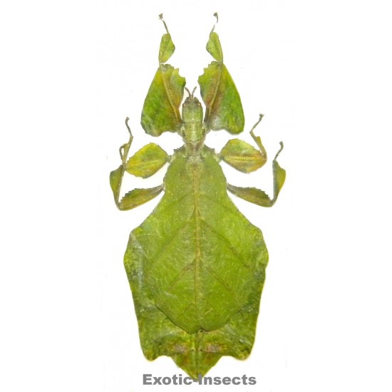 Pulchriphyllium bhaskarai