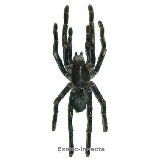 Eurypelma spinicrus  (140-160mm legspan)