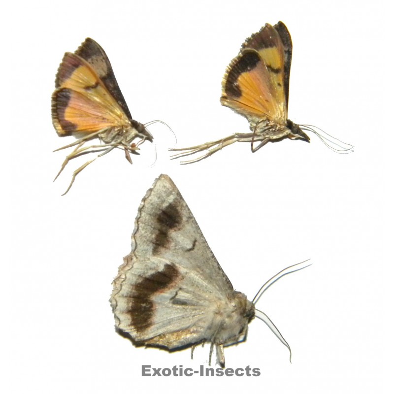 Moth mix 34  Set of 3