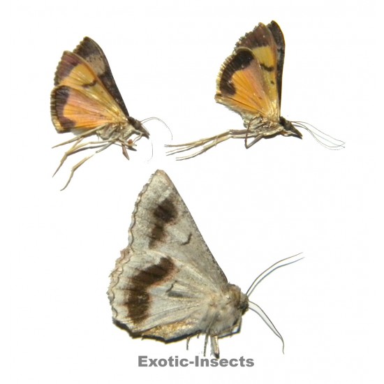 Moth mix 34  Set of 3