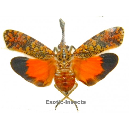Pyrops ishiharai  ORANGE FORM