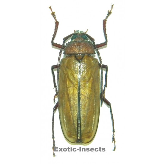 Agrianome loriae (55-59mm)