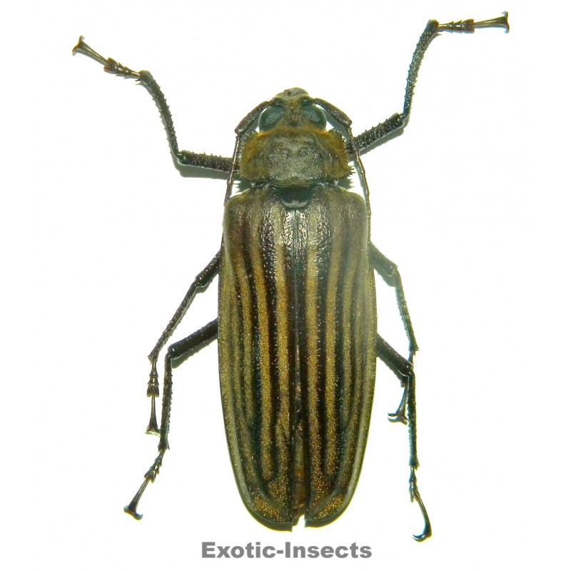 Xixuthrus helleri  (50-54mm)