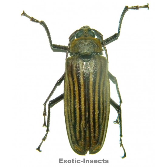 Xixuthrus helleri  (50-54mm)
