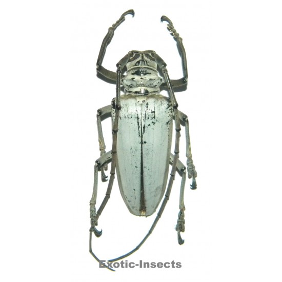 Rosenbergia papuana (53-57mm)