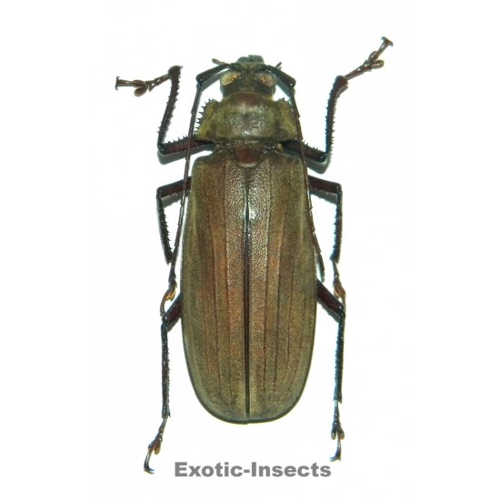 Xixuthrus axis  (75-79mm)