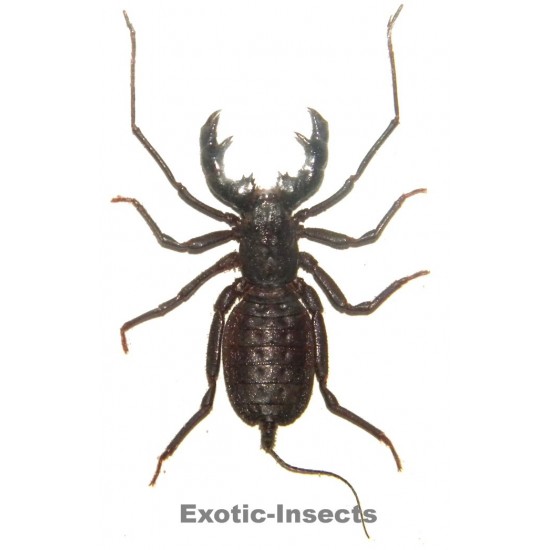 Thelyphonus feuerborni MEDIUM