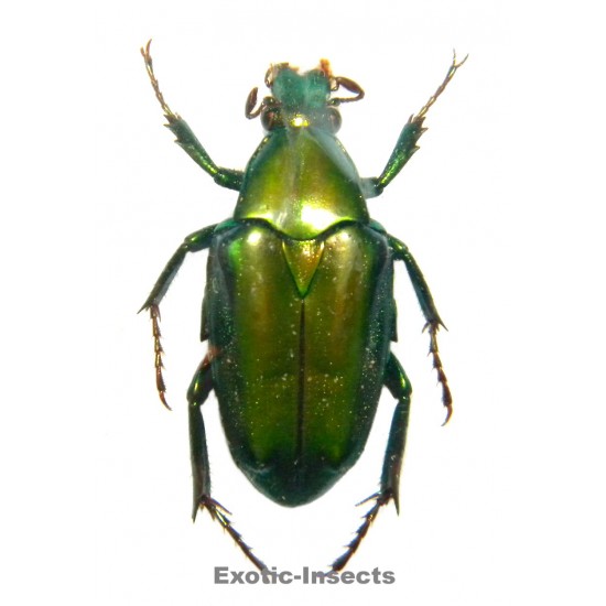 Pseudochalcothea planiuscula