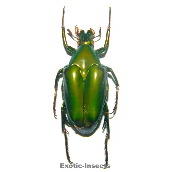 Pseudochalcothea shelfordi