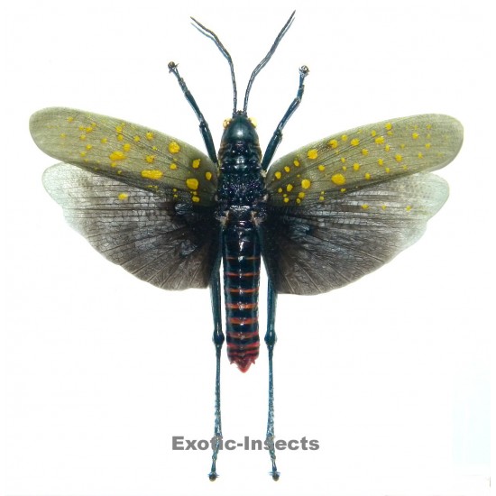 Aularches punctatus