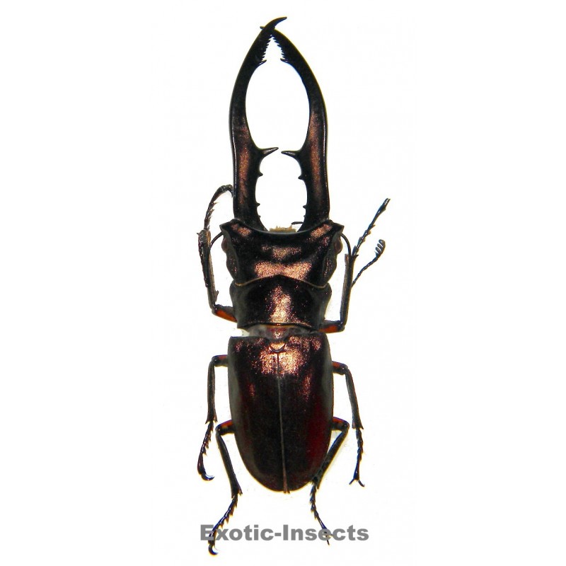 Cyclommatus metalifer aenomicans (75-79mm)