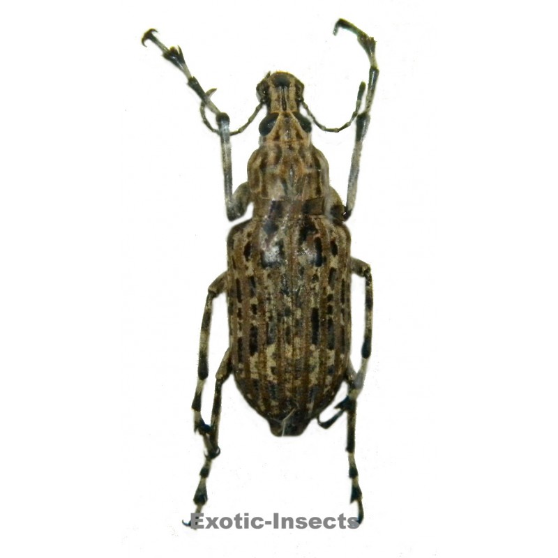 Anthribidae sp.01
